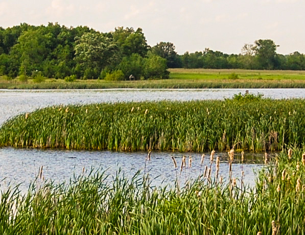a body of water with grass and trees in the background