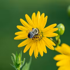 a bee on a yellow flower