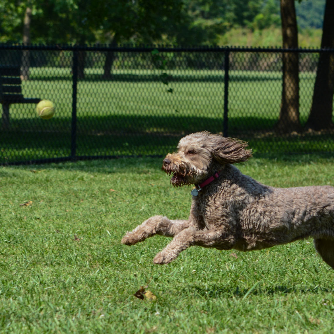 Dog running after a tennis ball