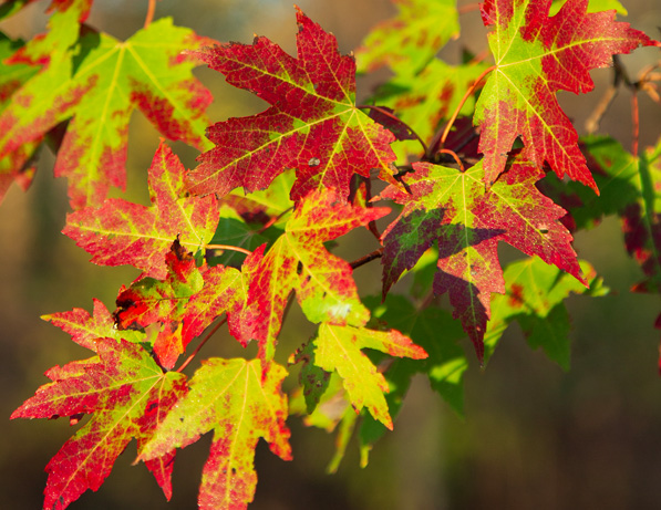 a close up of leaves