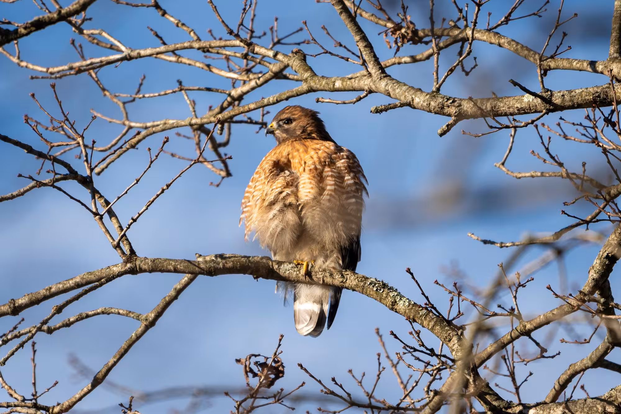 red shoulder hawk