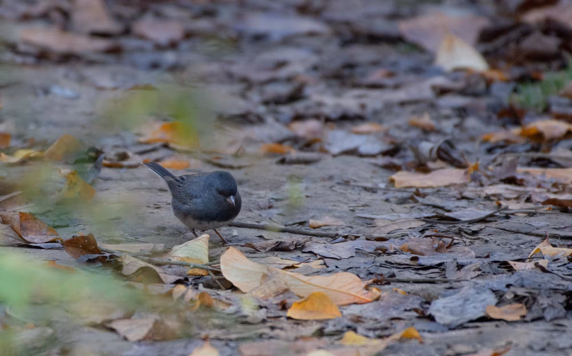 dark eyed junco on the timberlakes trail