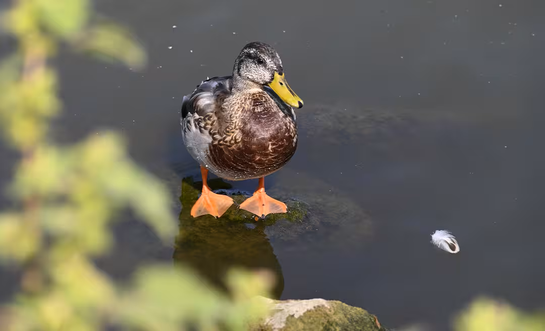 a duck standing on a rock in water
