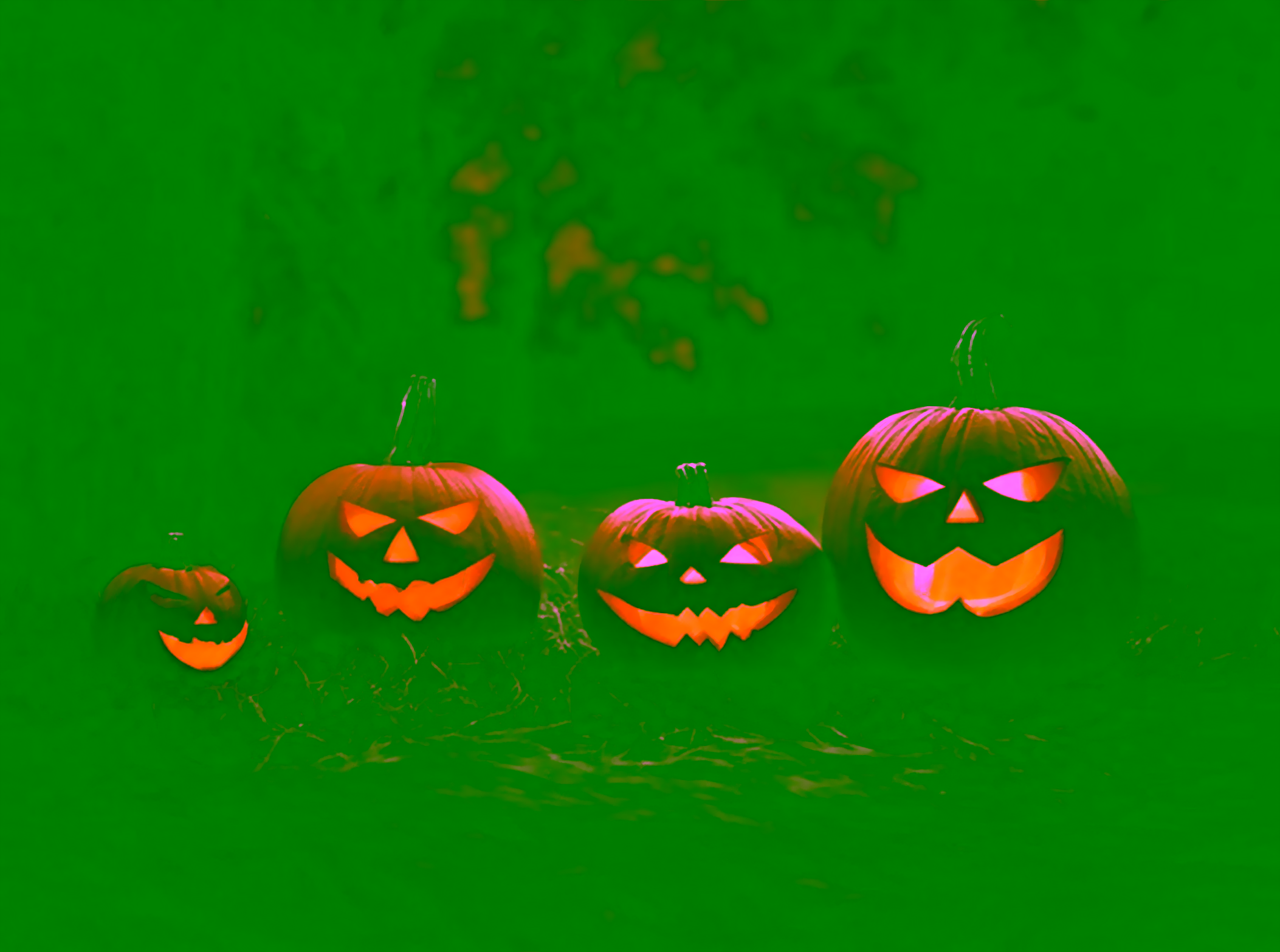 Grouping of 4 carved pumpkins glowing at night