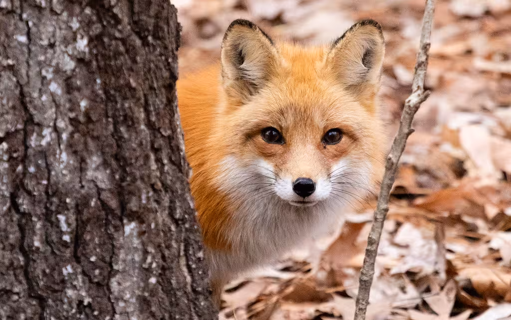 Red Fox