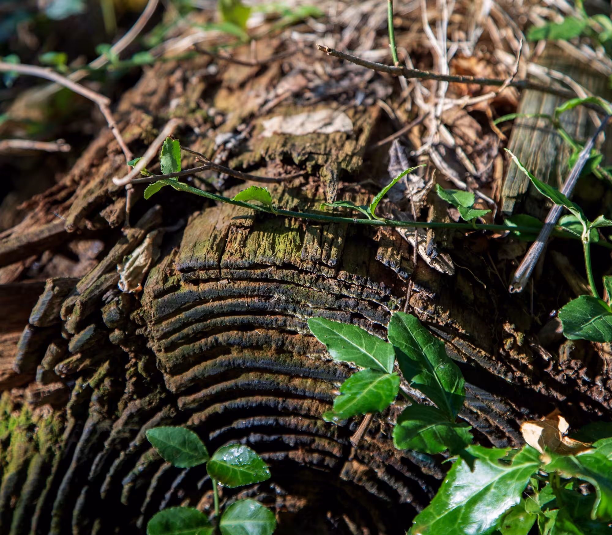 Log with fungus and leaves
