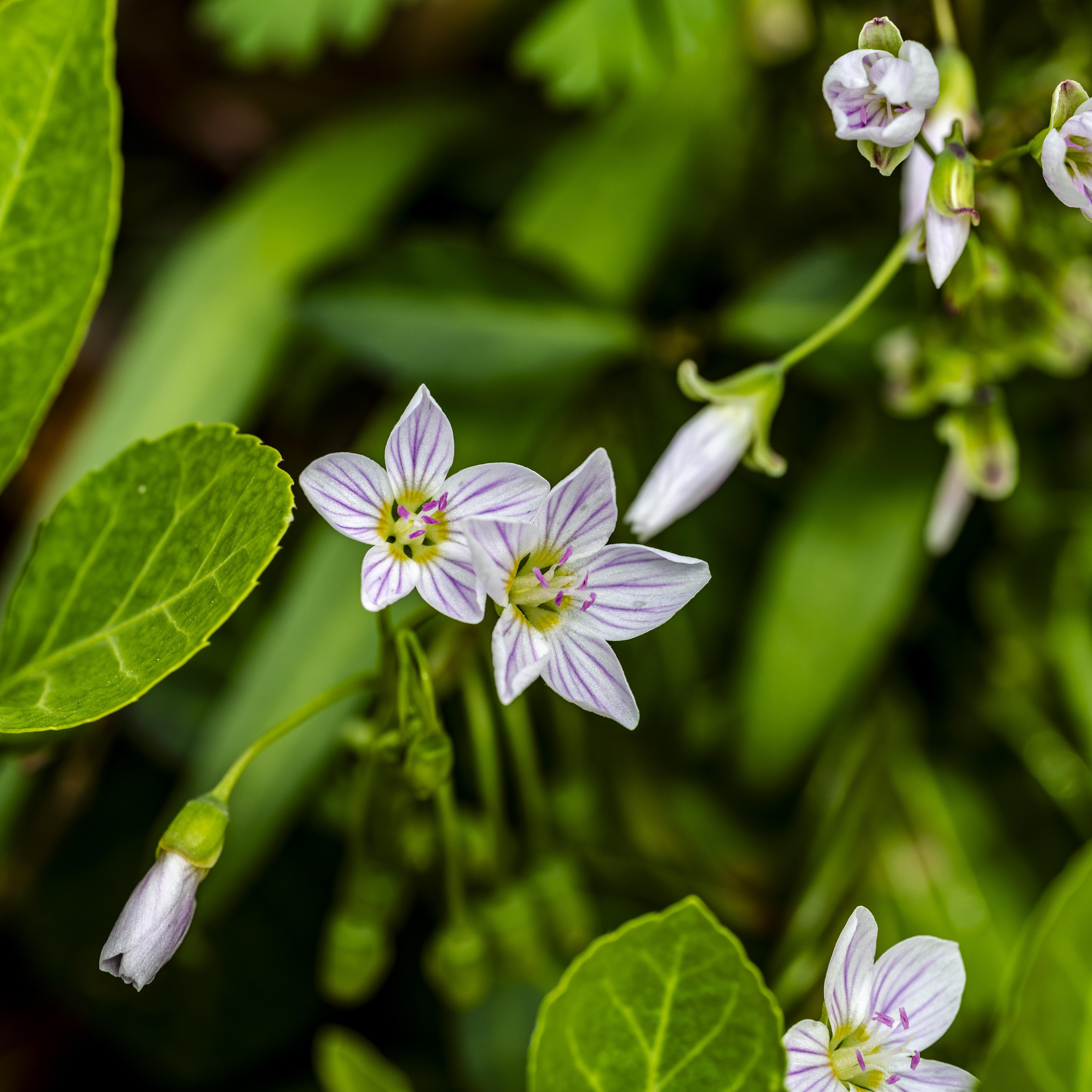Wildflower acanthaceae found at Withrow Nature Preserve. The flower is white with purpose stripes, has 5 pedles and is surrounded by green leaves