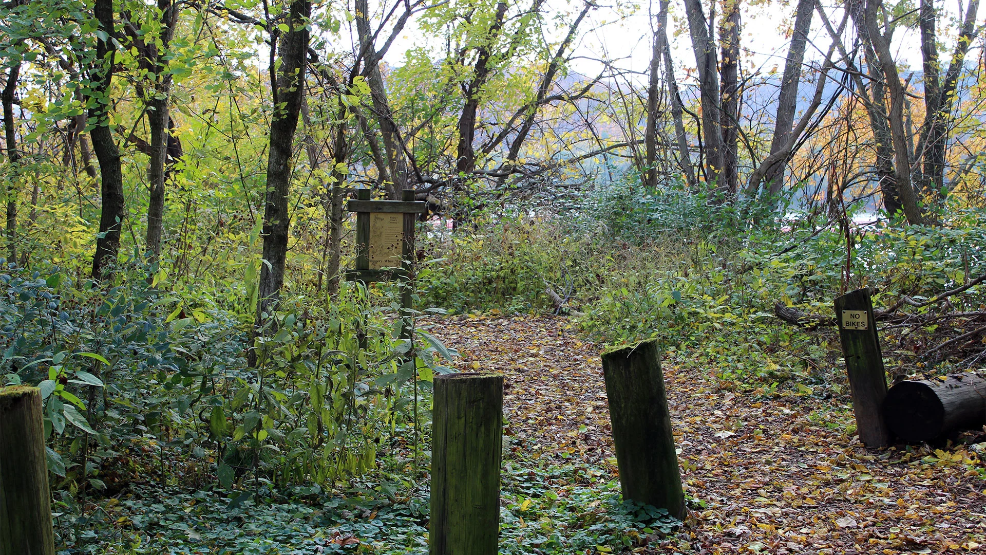 Fernbank sycamore trail