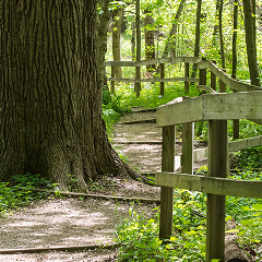walking trail with fence on right