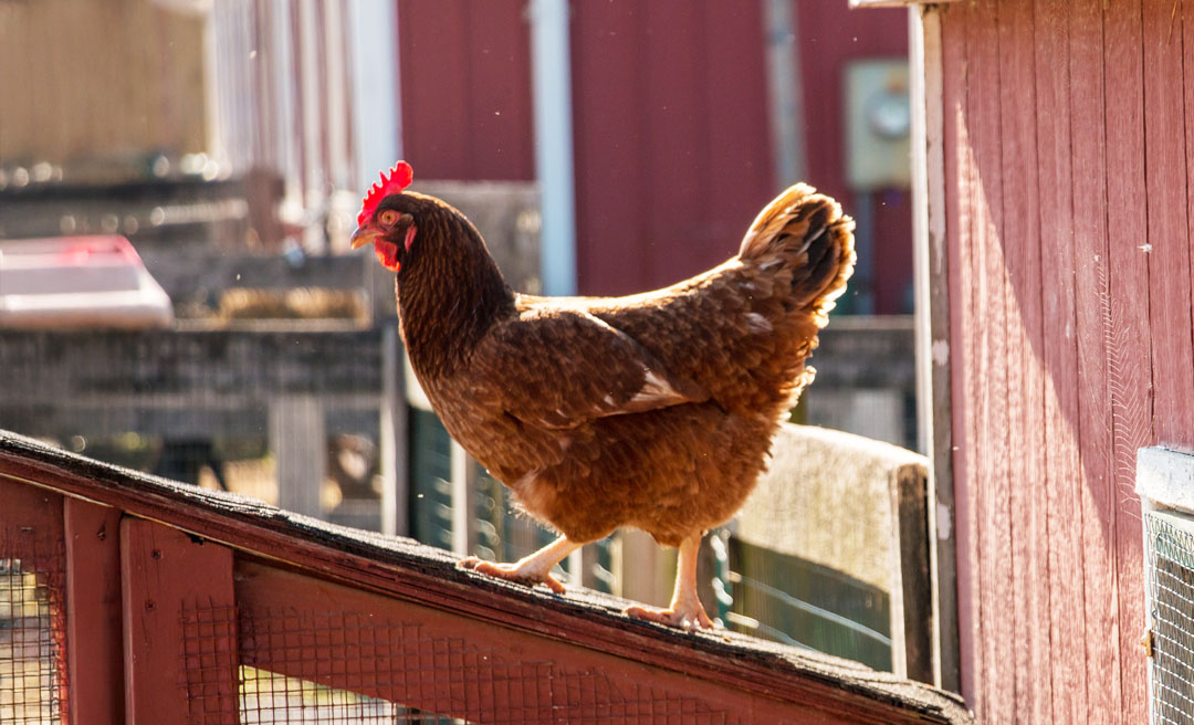 a chicken standing on a fence