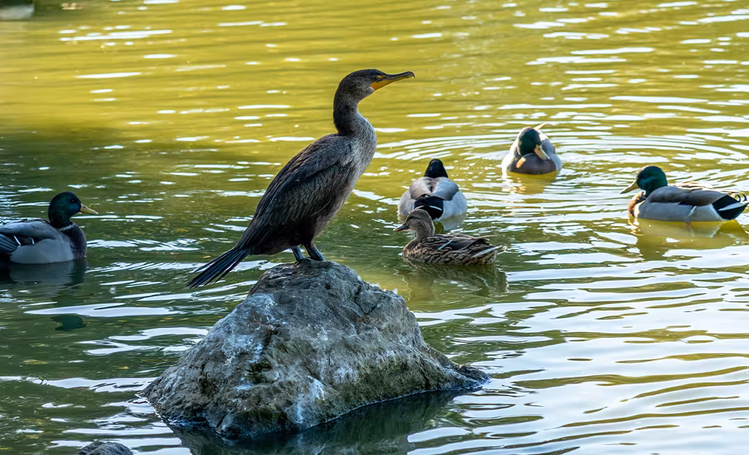 a group of ducks on a rock in water