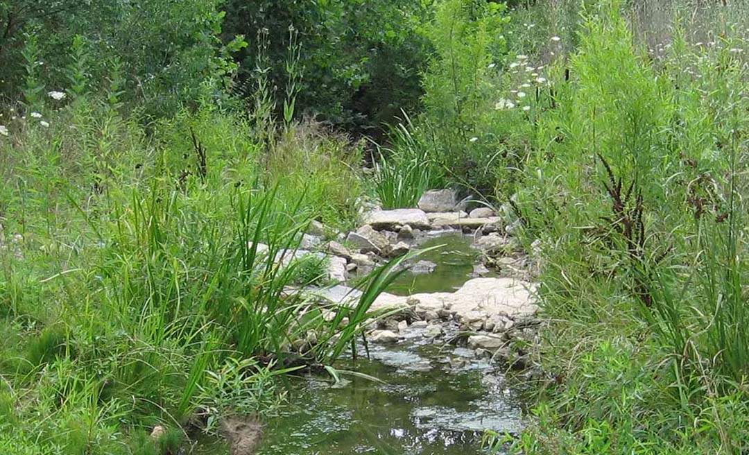 a stream with rocks and grass