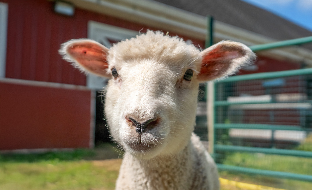 a close up of a sheep