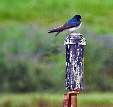 a bird on a pole