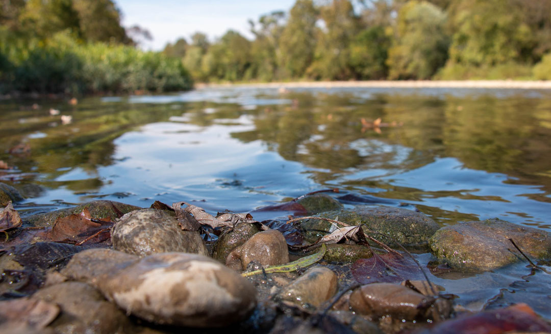 a river with rocks and leaves