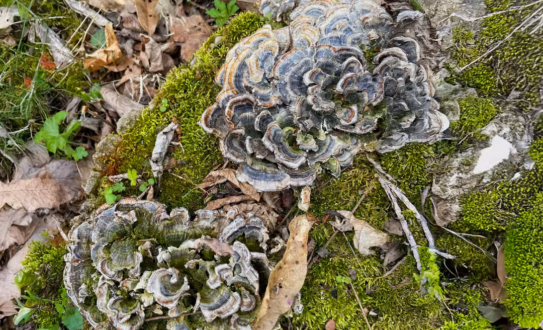 Man in wheelchair fishing off the pier at Lake Isabella