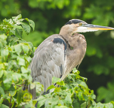 a bird standing on a tree branch