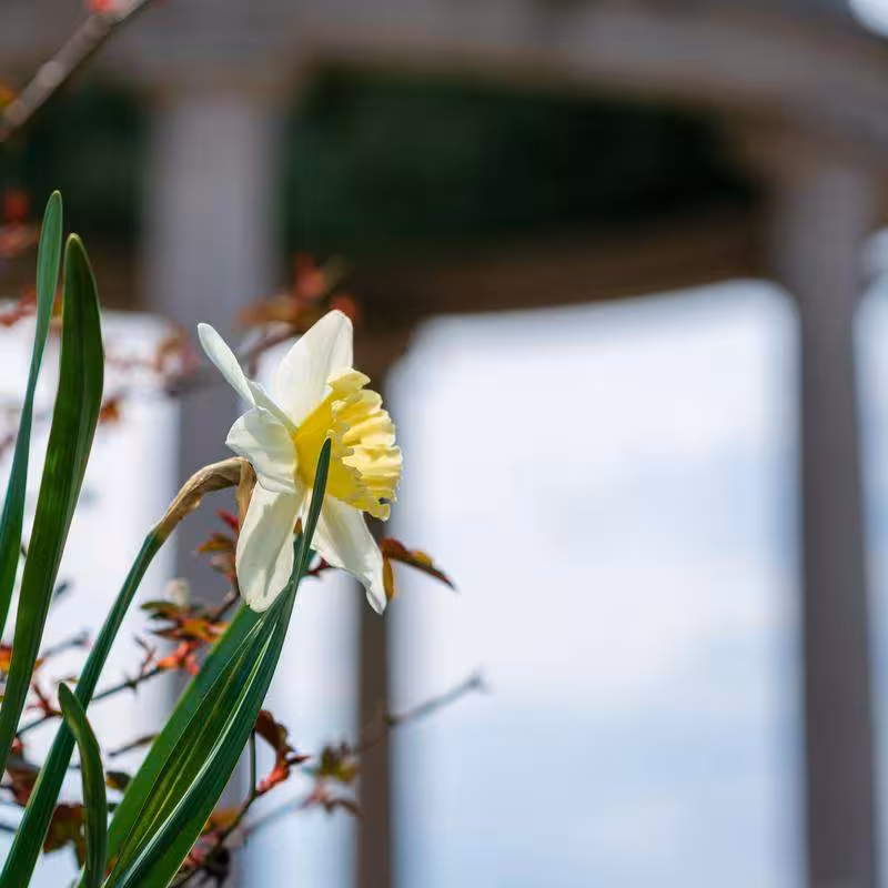 white and yellow flower