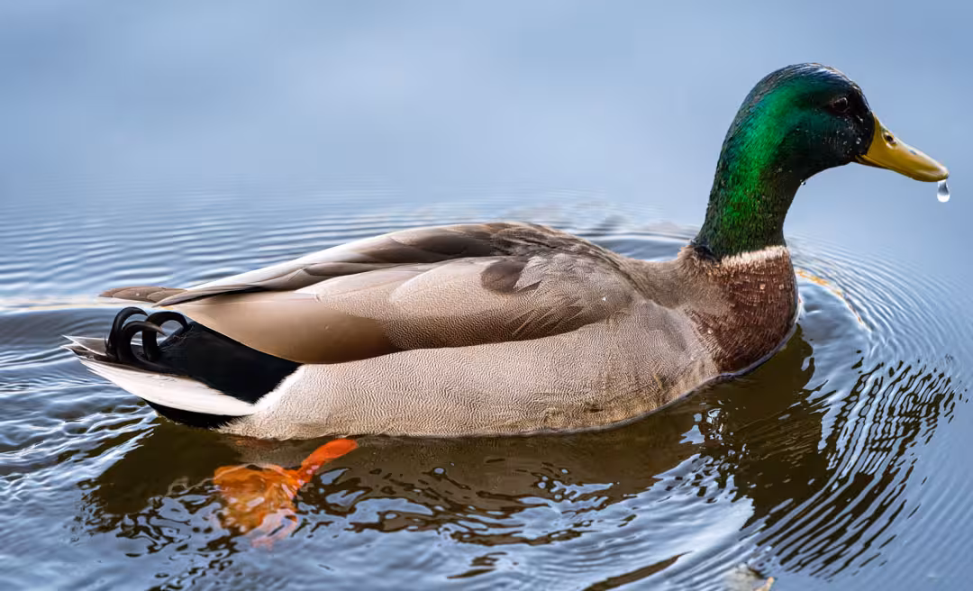 a duck swimming in water