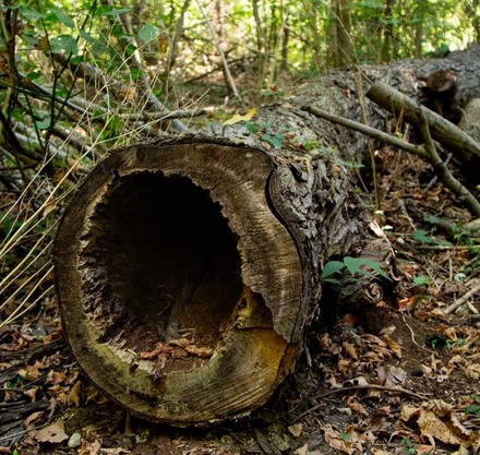 a tree trunk in the woods