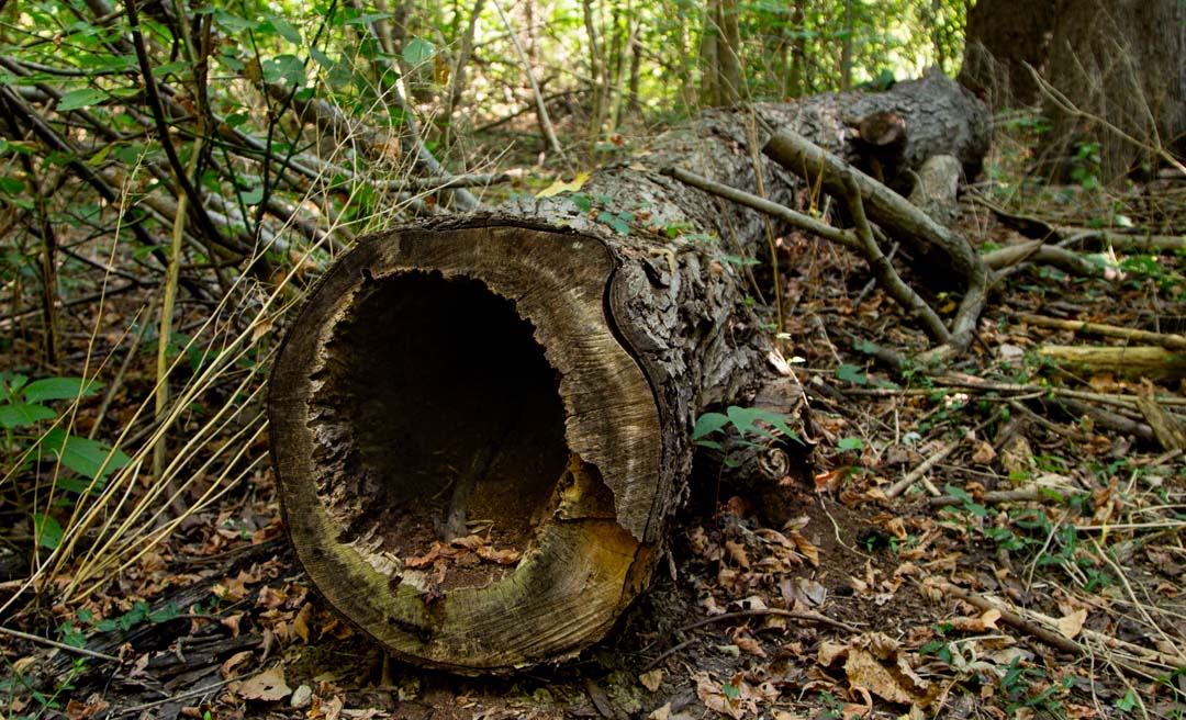 a tree trunk in the woods