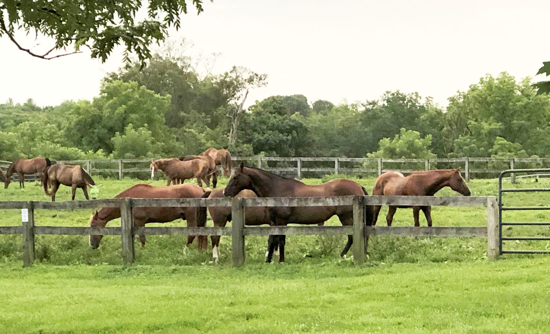 a group of horses in a fenced in pasture