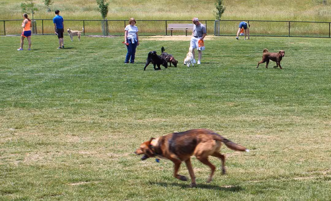 a group of dogs playing in a park