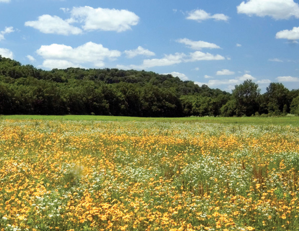 a field of flowers and trees