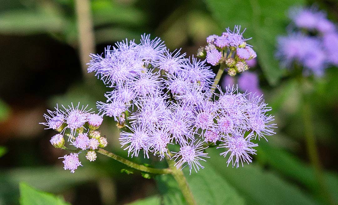 a close up of a purple flower