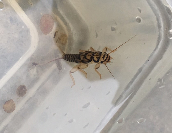 a bug in a plastic container