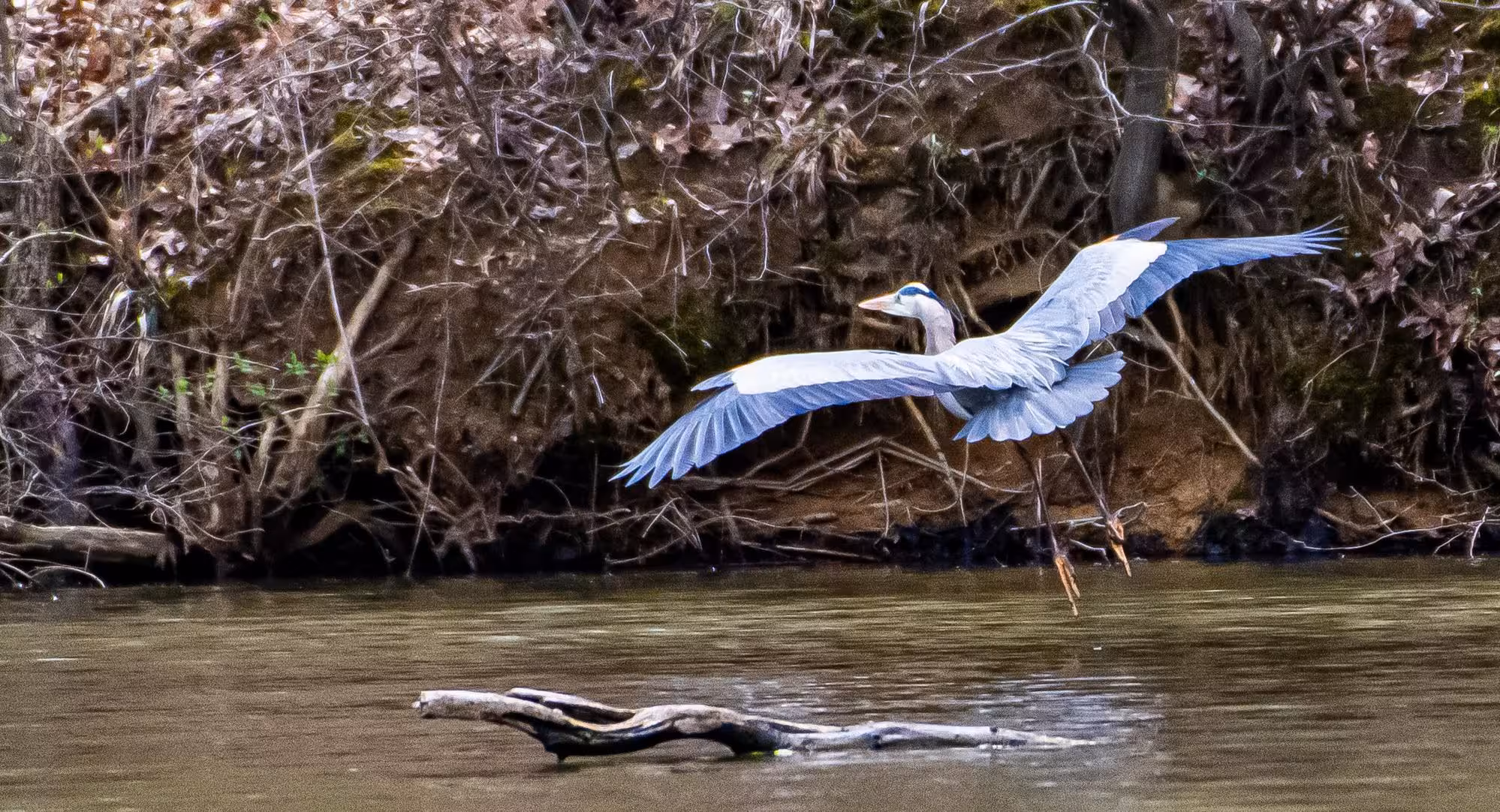 great blue heron