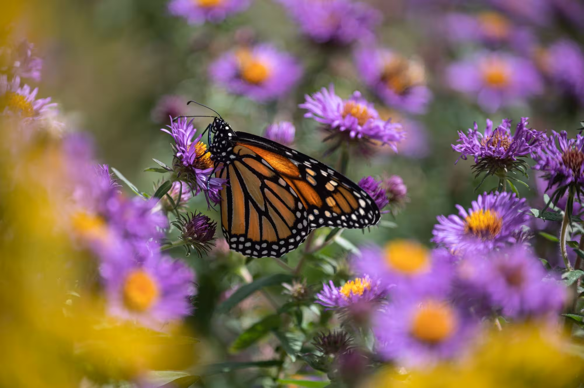 monarch butterfly on purple flowers