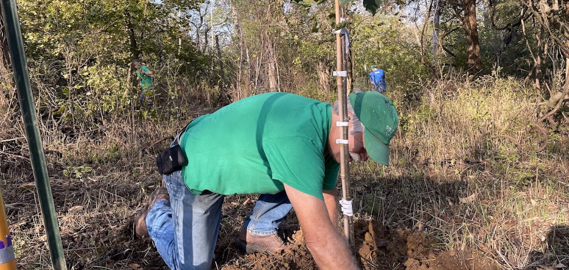 Adult volunteer at Great Parks planting a tree