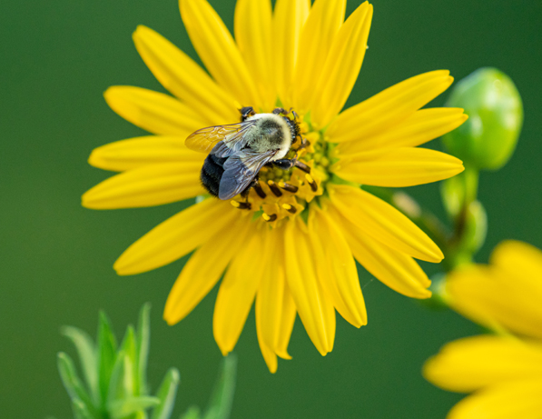 a bee on a yellow flower