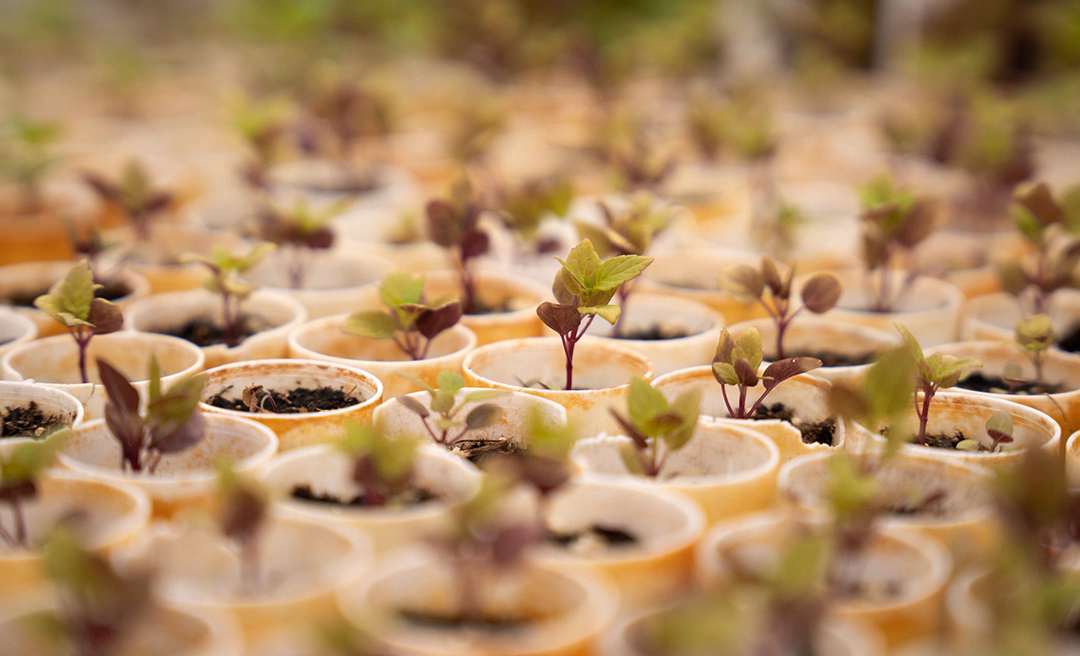 a group of small plants in pots