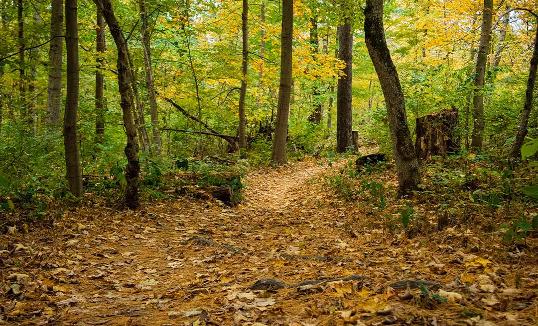 a path through a forest